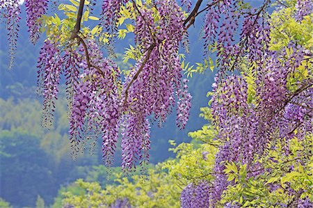 fukuoka - Wisteria, Kuroki, Fukuoka, Japan Stock Photo - Rights-Managed, Code: 859-07149885