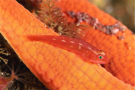 simsearch:859-07149893,k - Common Ghost Goby, Shizuoka, Japan Photographie de stock - Rights-Managed, Code: 859-07149886