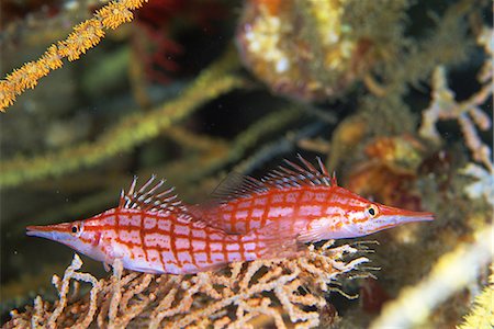 simsearch:859-07149893,k - Oxycirrhites Typus, Shizuoka, Japan Photographie de stock - Rights-Managed, Code: 859-07149887
