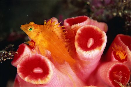 simsearch:859-07149893,k - Cirrhitichthys Aureus, Shizuoka, Japan Photographie de stock - Rights-Managed, Code: 859-07149889