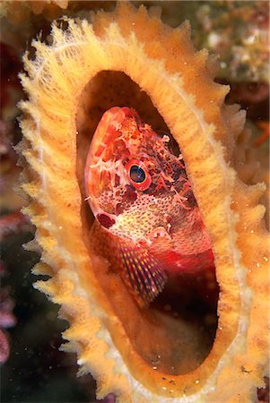 simsearch:859-07149893,k - Rock Fish, Shizuoka, Japan Photographie de stock - Rights-Managed, Code: 859-07149894