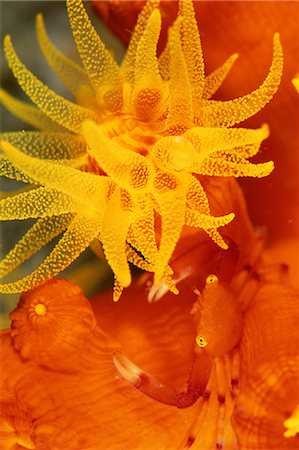 simsearch:859-07149893,k - Quadrella Boopsis, Shizuoka, Japan Photographie de stock - Rights-Managed, Code: 859-07149891