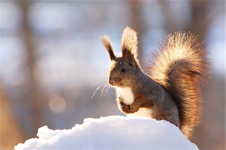 simsearch:859-07149893,k - Hokkaido Squirrel Photographie de stock - Rights-Managed, Code: 859-07149927
