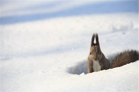 simsearch:859-07149893,k - Hokkaido Squirrel Photographie de stock - Rights-Managed, Code: 859-07149928