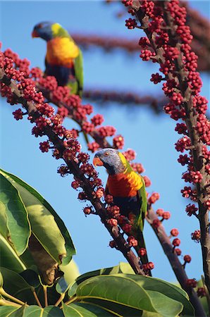 Rainbow Lorikeet, Australia Stockbilder - Lizenzpflichtiges, Bildnummer: 859-07149936