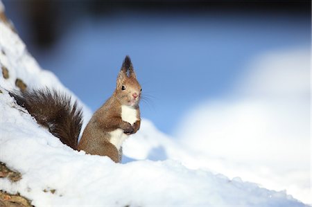 simsearch:859-08244366,k - Hokkaido Squirrel, Hokkaido, Japan Stockbilder - Lizenzpflichtiges, Bildnummer: 859-07149931