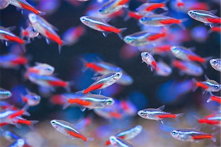 red fish - Neon Tetra Stock Photo - Rights-Managed, Code: 859-07149973