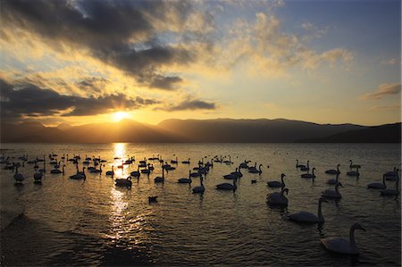 Whooper Swan, Hokkaido, Japan Stock Photo - Rights-Managed, Code: 859-07150017