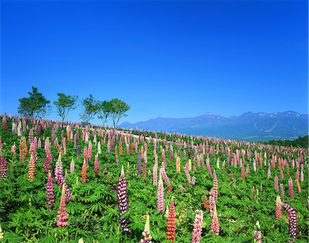 Nasu Flower World, Tochigi, Japan Foto de stock - Con derechos protegidos, Código: 859-07150019