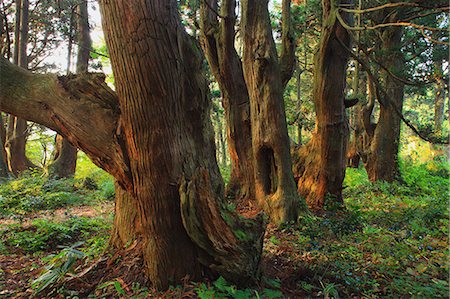 The Fantastic Forest, Yamagata, Japan Stock Photo - Rights-Managed, Code: 859-07150051