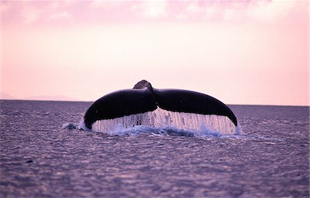 sunset whale tail - Humpback Whale, Okinawa, Japan Stock Photo - Rights-Managed, Code: 859-07150117