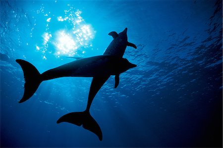 Atlantic Spotted Dolphin Stock Photo - Rights-Managed, Code: 859-07150124