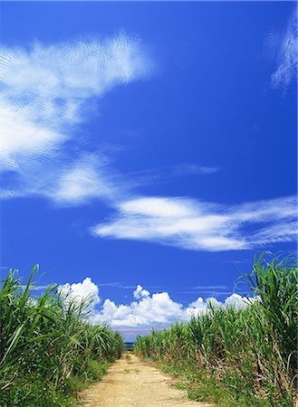 sugar cane - Miyakojima, Okinawa, Japan Foto de stock - Con derechos protegidos, Código: 859-07150128