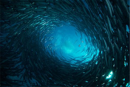 sipadan island - Great Barracuda Stock Photo - Rights-Managed, Code: 859-07150123