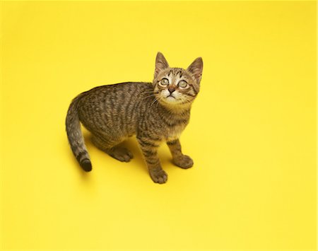 Kitten Stock Photo - Rights-Managed, Code: 859-07150138