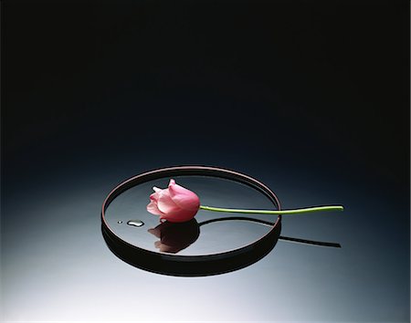 simsearch:859-03884561,k - Japanese Lacquer Tray And Tulip Stock Photo - Rights-Managed, Code: 859-07150159
