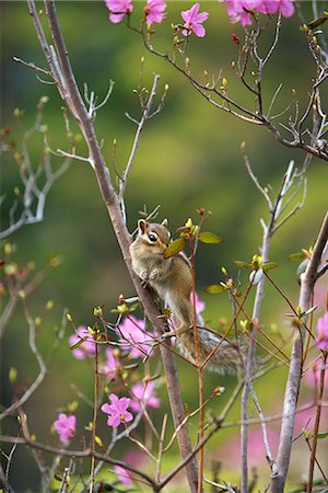 simsearch:859-07149893,k - Tamias Sibiricus Lineatus, Hokkaido, Japan Photographie de stock - Rights-Managed, Code: 859-07150220