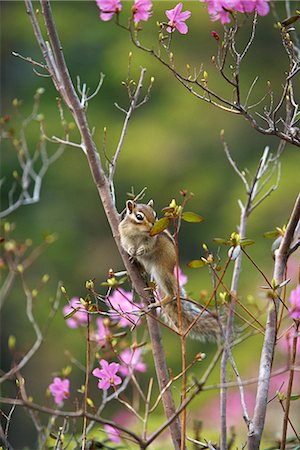 simsearch:859-08244499,k - Tamias Sibiricus Lineatus, Hokkaido, Japan Fotografie stock - Rights-Managed, Codice: 859-07150220