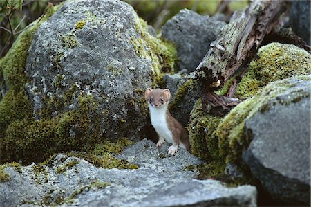 Ermine, Hokkaido, Japan Foto de stock - Con derechos protegidos, Código: 859-07150222