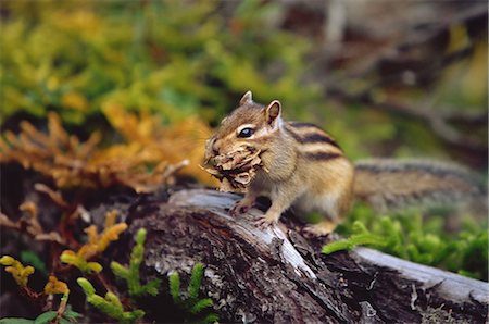 simsearch:859-07310693,k - Tamias Sibiricus Lineatus, Hokkaido, Japan Foto de stock - Direito Controlado, Número: 859-07150223