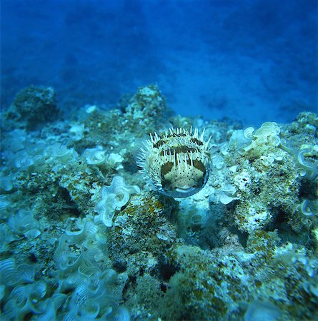 simsearch:859-07150280,k - Porcupine fish, Kerama Islands, Okinawa, Japan Foto de stock - Con derechos protegidos, Código: 859-07150269