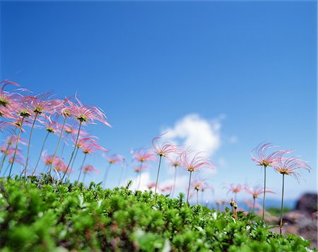 schlängeln - Aleutian Avens, Nagano, Japan Stockbilder - Lizenzpflichtiges, Bildnummer: 859-07150260