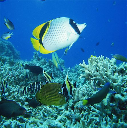 falterfisch - Vagabond Butterfly fish, Kerama Islands, Okinawa, Japan Photographie de stock - Rights-Managed, Code: 859-07150277