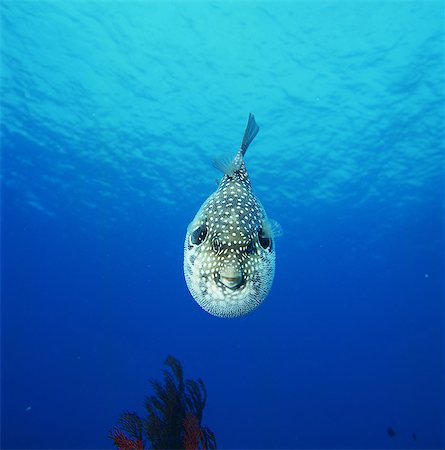 simsearch:859-07149892,k - Arothron Hispidus, Kerama Islands, Okinawa, Japan Photographie de stock - Rights-Managed, Code: 859-07150285