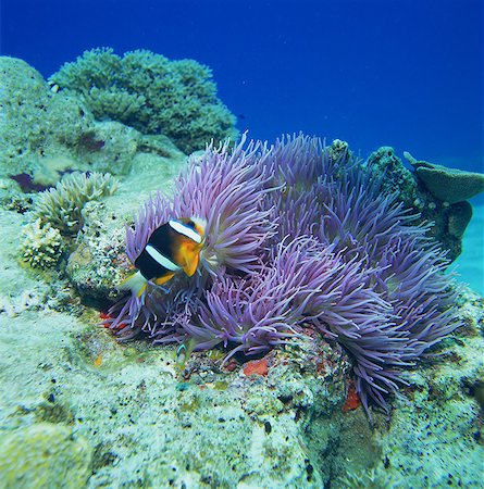 subs - Clownfish, Kerama Islands, Okinawa, Japan Foto de stock - Con derechos protegidos, Código: 859-07150280