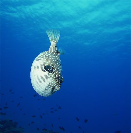 simsearch:859-07150280,k - Arothron Hispidus, Kerama Islands, Okinawa, Japan Foto de stock - Con derechos protegidos, Código: 859-07150282