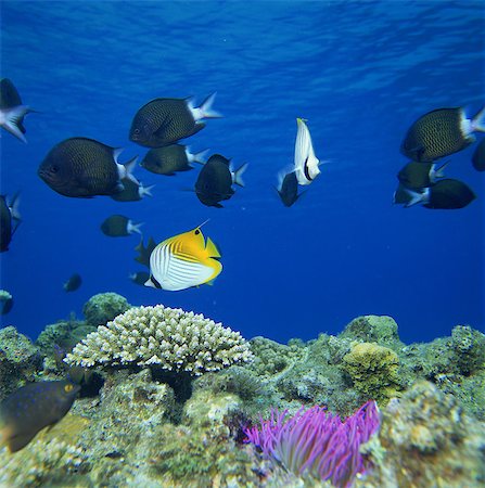 falterfisch - Threadfin Butterfly fish, Kerama Islands, Okinawa, Japan Photographie de stock - Rights-Managed, Code: 859-07150290