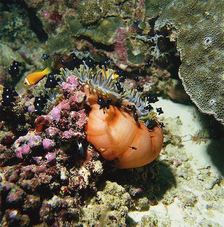 simsearch:859-07150285,k - Threespot Dascyllus, Maldives, Indian Ocean Photographie de stock - Rights-Managed, Code: 859-07150291