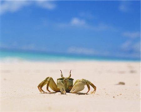 Ocypode Ceratophthalma, Maldives Stock Photo - Rights-Managed, Code: 859-07150293