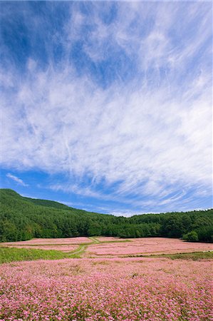 simsearch:859-07150410,k - Akasobanosato, Nagano, Japan Stock Photo - Rights-Managed, Code: 859-07150336