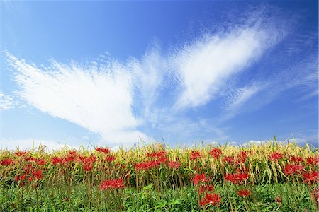 simsearch:859-07150350,k - Spider Lily, Fukushima, Japan Photographie de stock - Rights-Managed, Code: 859-07150353