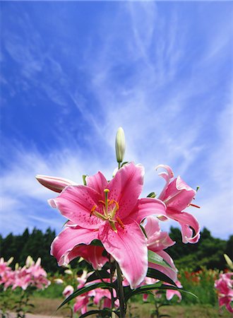 flower garden - Ichihasama Lily Garden, Miyagi, Japan Stock Photo - Rights-Managed, Code: 859-07150384