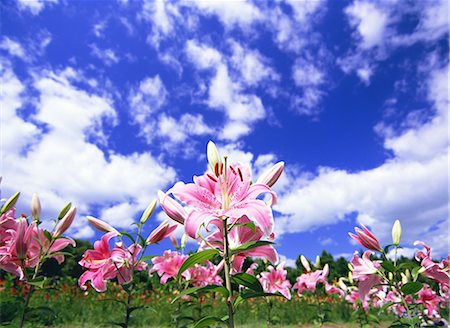 flower garden not people - Ichihasama Lily Garden, Miyagi, Japan Stock Photo - Rights-Managed, Code: 859-07150386