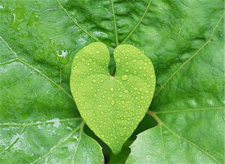 Leaf Image, Iwate, Japan Foto de stock - Con derechos protegidos, Código: 859-07150407