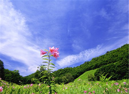 Lilium Rubellum, Takashimizu Natural Park, Fukushima, Japan Stock Photo - Rights-Managed, Code: 859-07150409