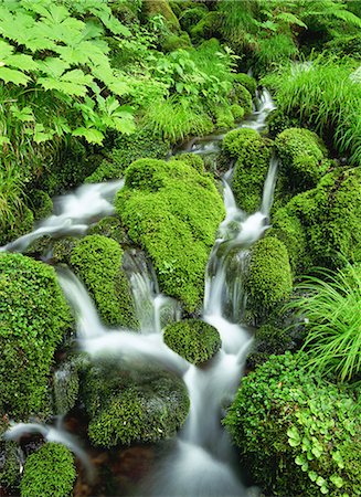 rock moss river - Urabandai, Fukushima, Japan Stock Photo - Rights-Managed, Code: 859-07150403