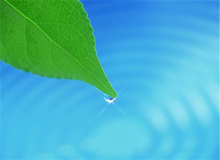 ecology water - Water And Leaf Stock Photo - Rights-Managed, Code: 859-07150432