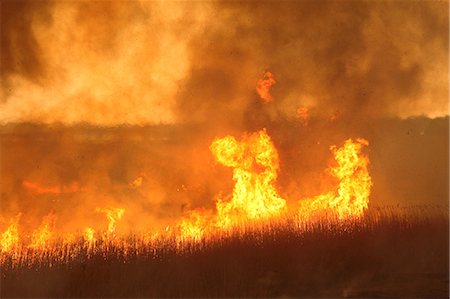 Watarase Controlled Burn, Tochigi, Japan Stock Photo - Rights-Managed, Code: 859-07150445