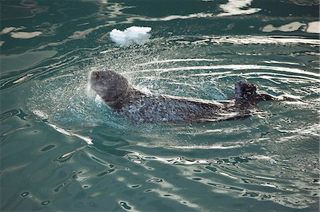 simsearch:859-07149893,k - Sea Otter, Hokkaido, Japan Photographie de stock - Rights-Managed, Code: 859-07150469