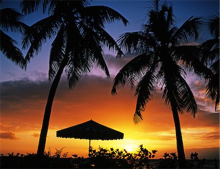 palm tree umbrella - Saipan Stock Photo - Rights-Managed, Code: 859-07284149