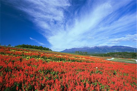 simsearch:859-07284265,k - Mt. Nasu From Nasu Flower World, Tochigi, Japan Foto de stock - Con derechos protegidos, Código: 859-07284284
