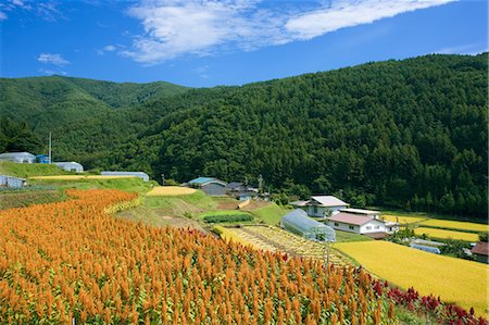 simsearch:859-07283129,k - Amaranthus, Nagano, Japan Foto de stock - Con derechos protegidos, Código: 859-07284281