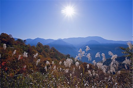 simsearch:859-07149683,k - Japanese Pampas Grass, Nagano, Japan Photographie de stock - Rights-Managed, Code: 859-07284305
