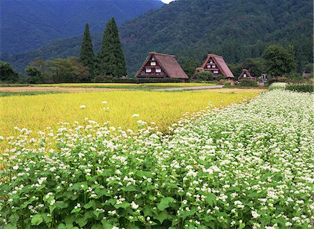 shirakawa - Shirakawa, Gifu, Japan Photographie de stock - Rights-Managed, Code: 859-07284324