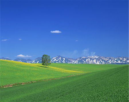 Biei, Hokkaido, Japan Photographie de stock - Rights-Managed, Code: 859-07284449