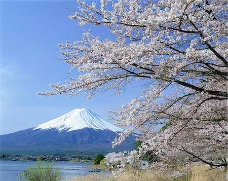 sakura-baum - Kawaguchiko, Yamanashi, Japan Stockbilder - Lizenzpflichtiges, Bildnummer: 859-07282920